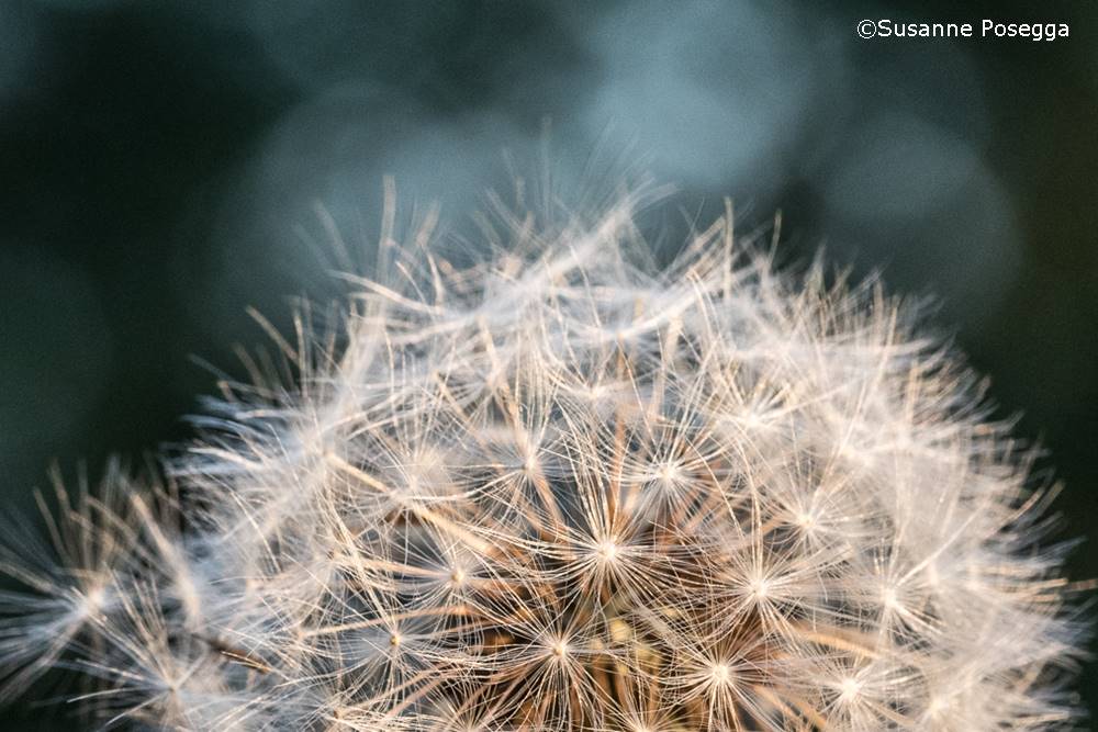 Die-Wegemacherin-aus-St.Gotthard