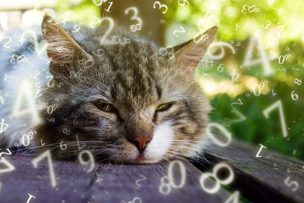 Die-Wegemacherin-aus-St.Gotthard